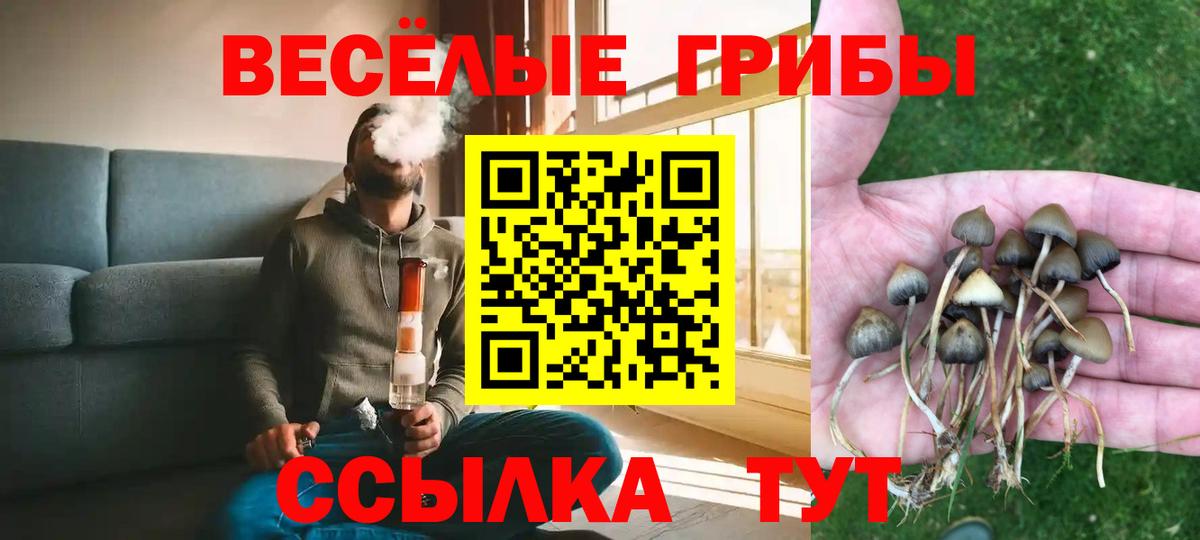 Псилоцибиновые грибы Psilocybe Кинешма
